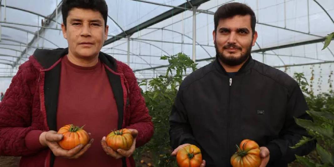 Köylerinde kurdukları sera gelir kapıları oldu! Herkes “Burada olmaz” dese de sezonda 400 bin TL kazanç sağlayacak 6
